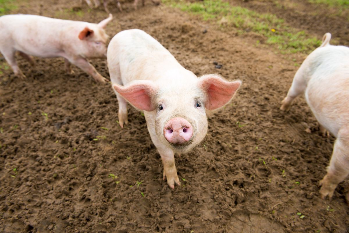 Pigs on farm