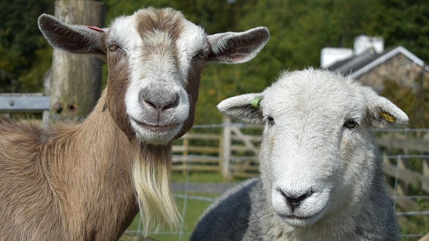 Sheep and goats